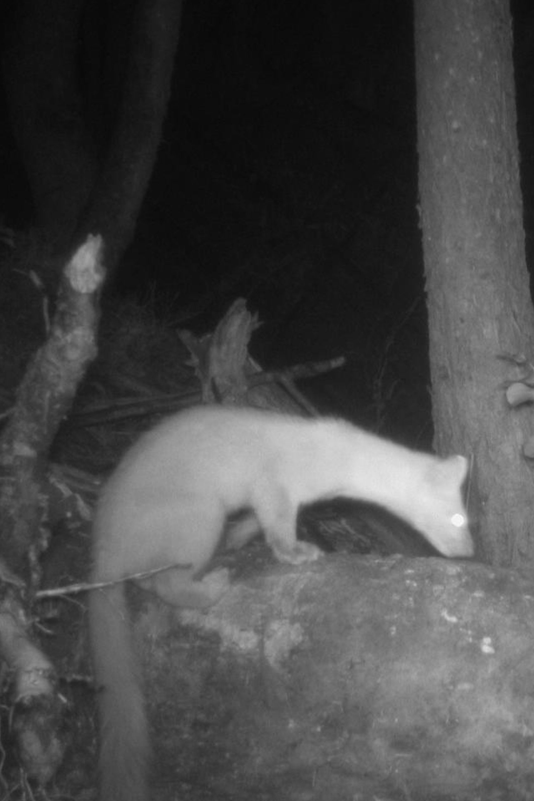 Night photo of a marten taken by the trap camera. 